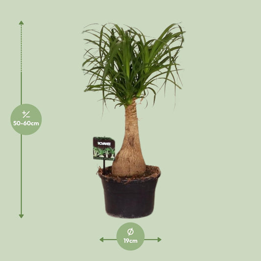 Beaucarnea Nolina – Pfiffiger Elefantenfuß Ø19 cm, 60 cm hoch