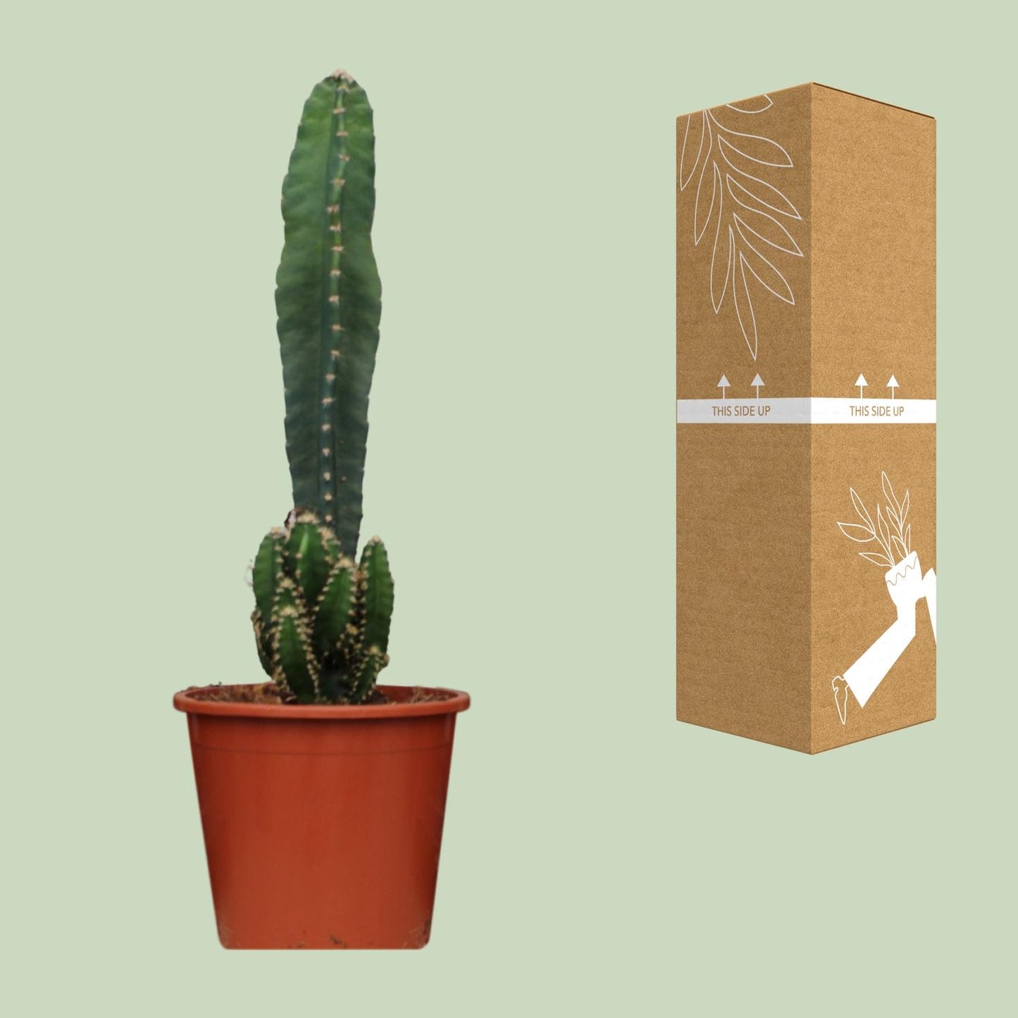 Cereus Peruvianus Florida – Pflegeleichter Wüstenkaktus Ø17cm