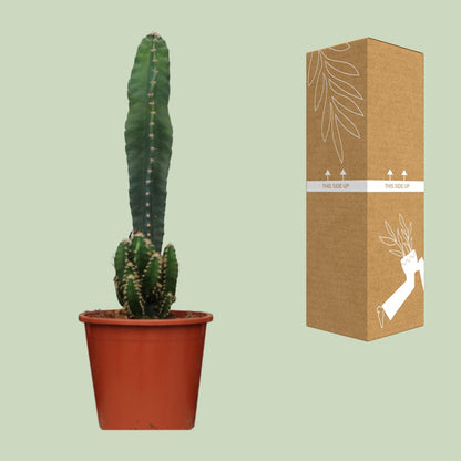 Cereus Peruvianus Florida – Pflegeleichter Wüstenkaktus Ø17cm