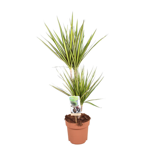 Dracaena Sunray – Elegante, pflegeleichte Zimmerpflanze Ø17cm