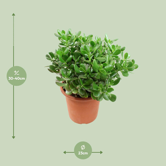 Crassula Ovata (Jade Pflanze) Ø23cm, Höhe ca. 35cm