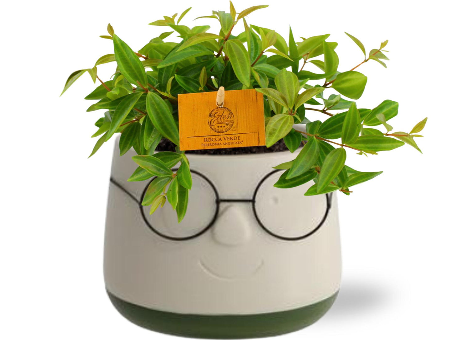 Peperomia Ang. Rocca Vivace – Pflegeleichte Trendpflanze Ø11cm