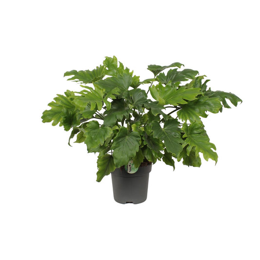 Philodendron Xanadu – Pflegeleichte Tropenpflanze 60 cm