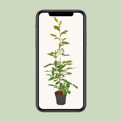 Michelia Fairy Magnolia Cream – Elfen-Magnolie 70 cm