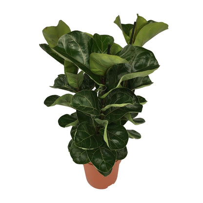 Ficus Lyrata Zimmerpflanze Ø21cm, 80cm hoch