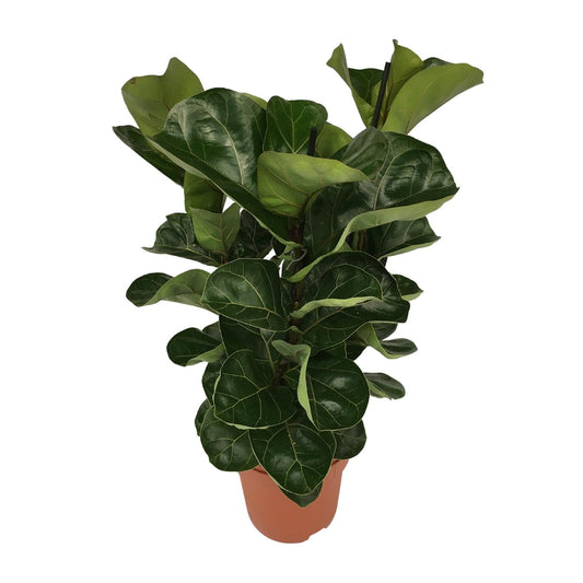 Ficus Lyrata Zimmerpflanze Ø21cm, 80cm hoch