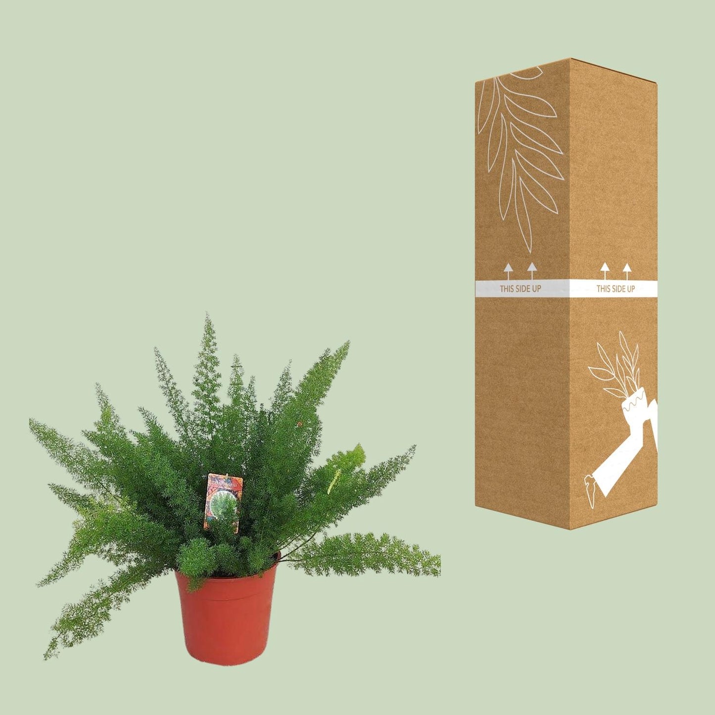 Spargelfarn 'Meyers' – pflegeleichte Zimmerpflanze Ø27cm
