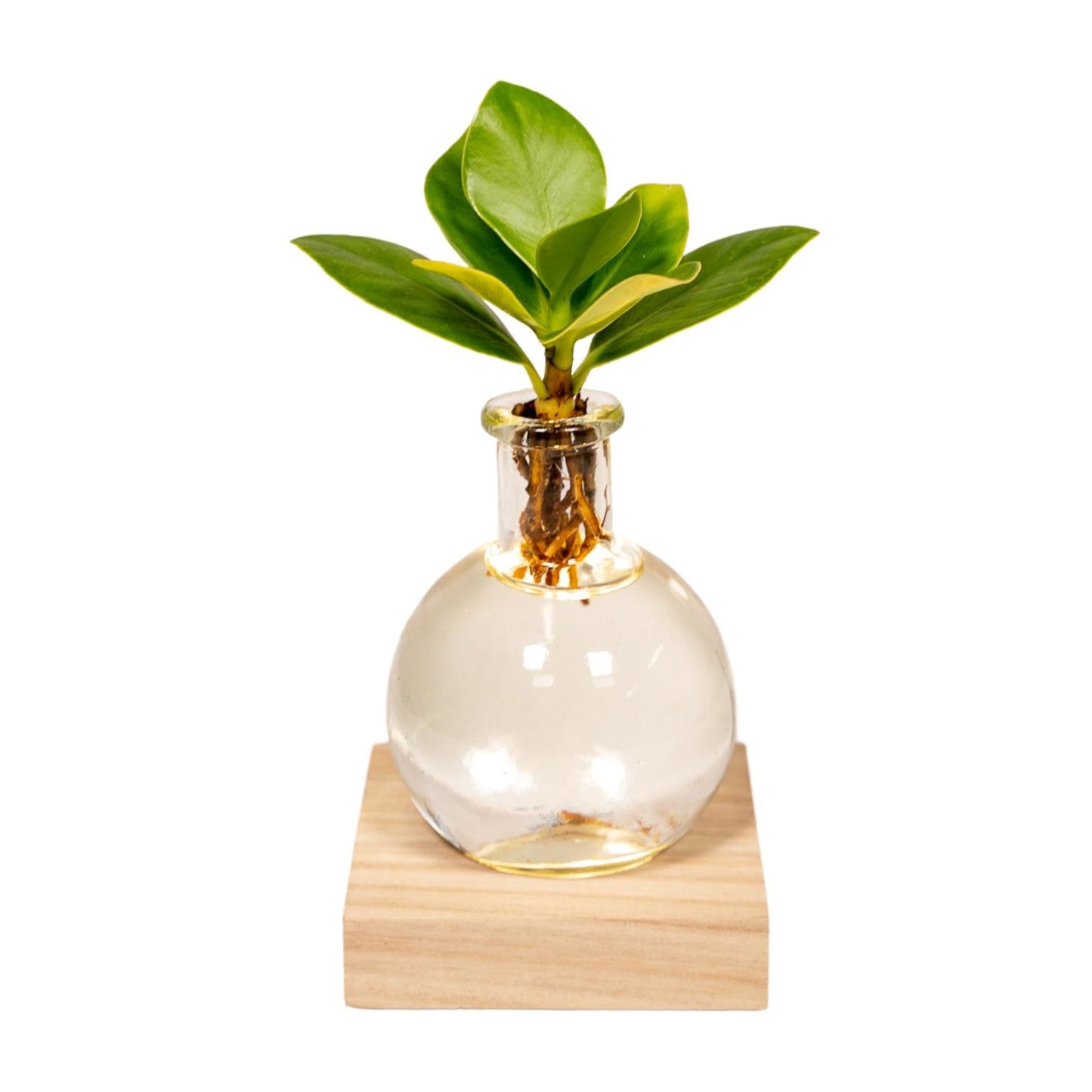 Clusia Hydroponie-Pflanzenmix mit LED Ø10cm