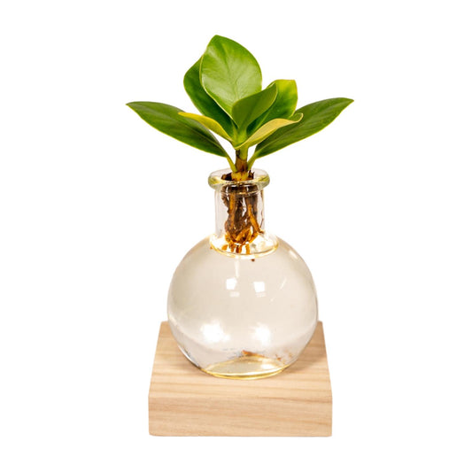 Clusia Hydroponie-Pflanzenmix mit LED Ø10cm
