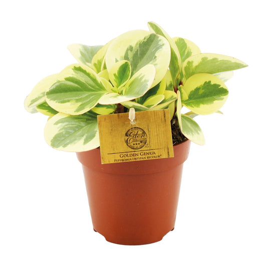 Peperomia Obtipan Bicolor – Pflegeleichte Zimmerpflanze Ø12cm