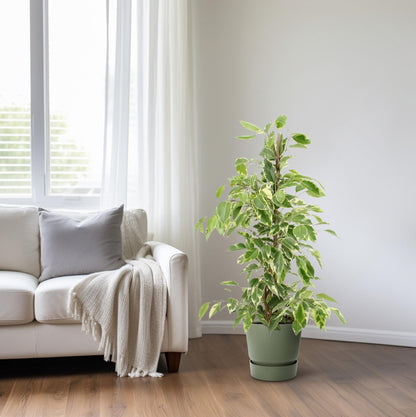 Ficus Benjamina Golden King – Pflegeleichte Zimmerpflanze Ø17cm