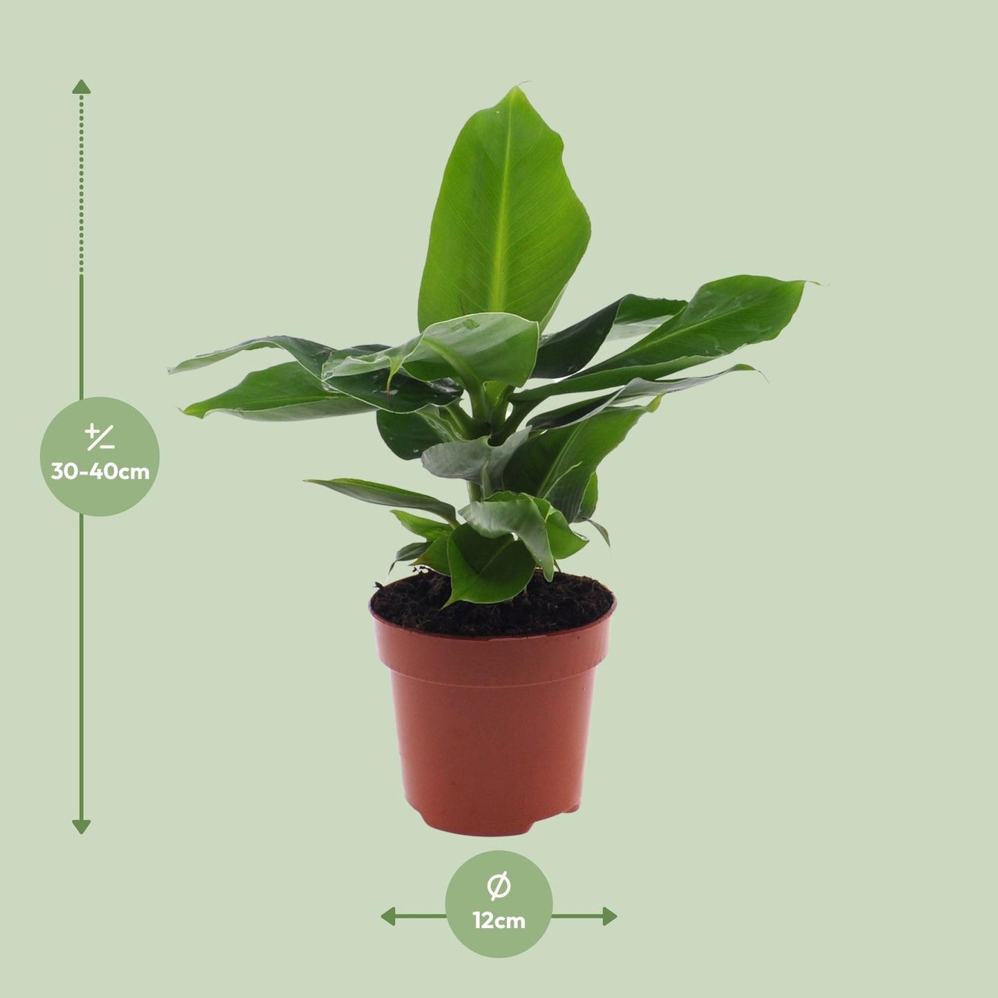 Zwerg-Banane 'Oriental Dwarf' – Pflegeleichte Tropenpflanze Ø12cm
