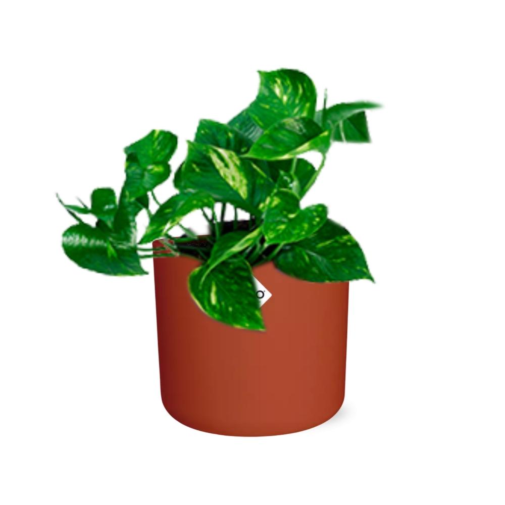 Epipremnum Pinnatum ‘Aureum’ in ELHO b.for soft rond 14cm brique