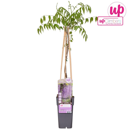 Wisteria floribunda 'Naga Noda' – Purpurner Regen – Ø15cm Topf