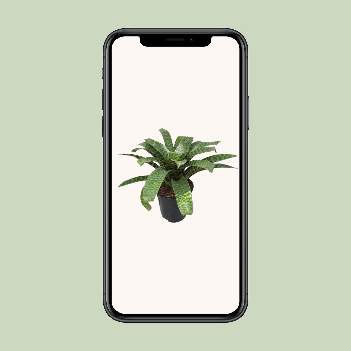 Vriesea Hieroglyphica – Exotische pflegeleichte Zimmerpflanze Ø19cm