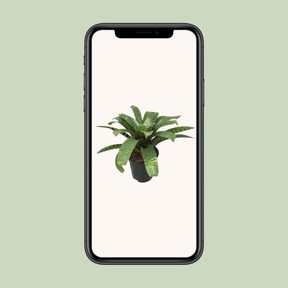 Vriesea Hieroglyphica – Exotische pflegeleichte Zimmerpflanze Ø19cm