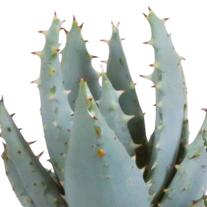 Gasteria & Haworthia Sukkulenten-Mix im Terrakotta-Topf