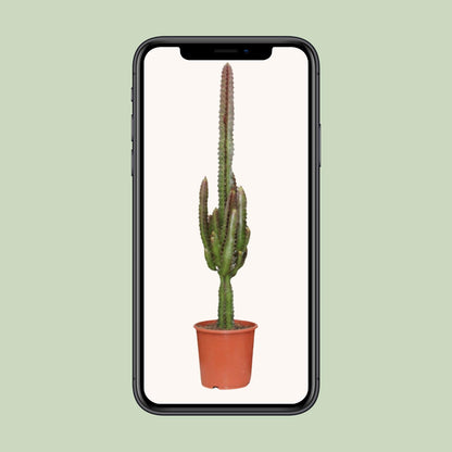 Euphorbia Trigona Rubra – Pflegeleichte Zimmerpflanze Ø17cm