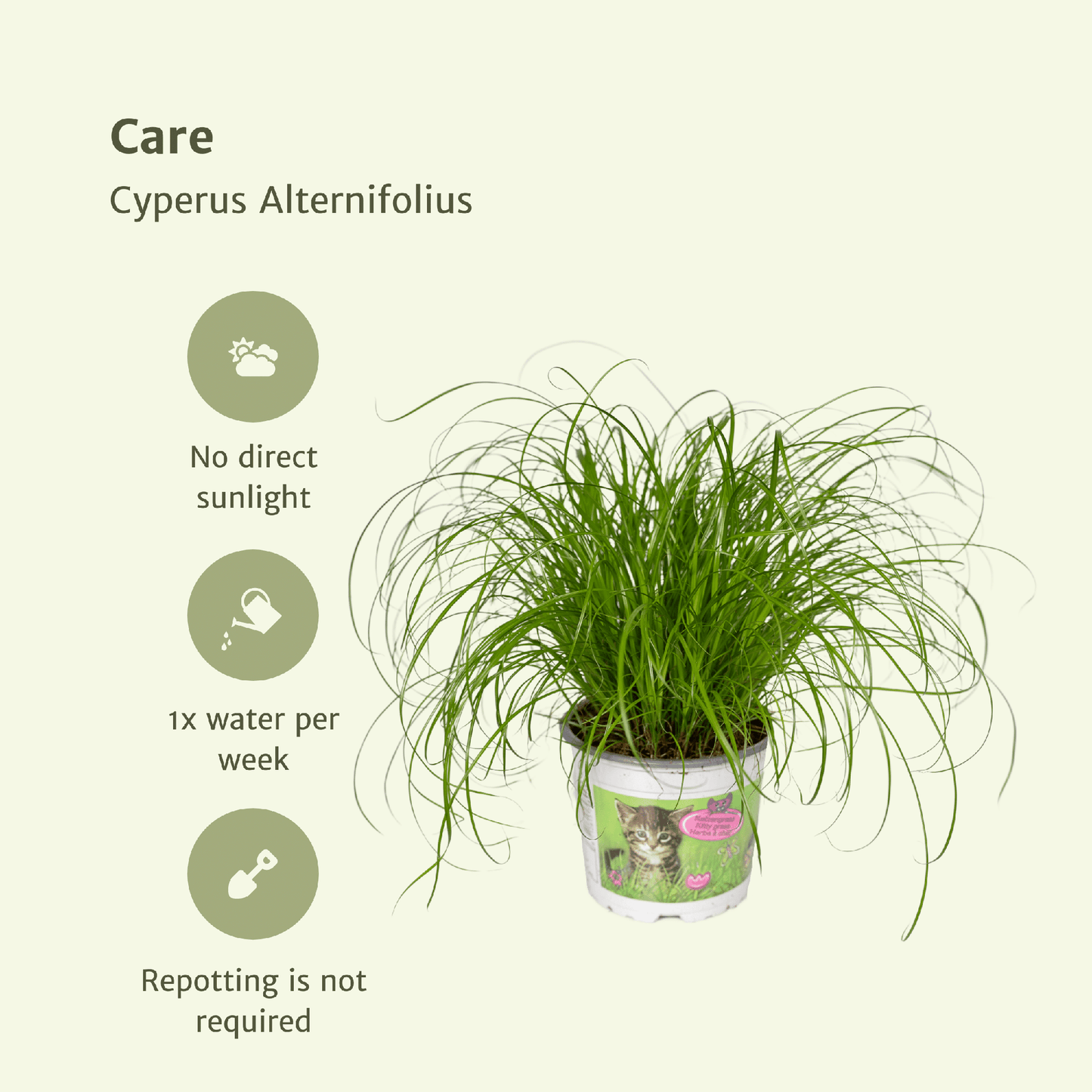 Cyperus Alternifolius (Katzengras) – 2er Set Ø12cm