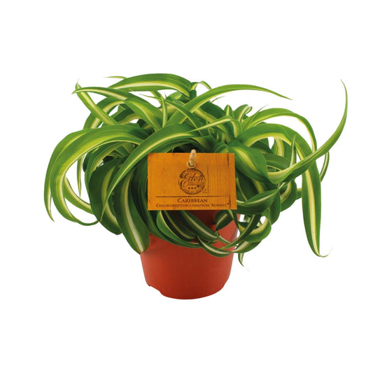 Chlorophytum Bonnie – Pflegeleichte Spiderpflanze Ø12 cm