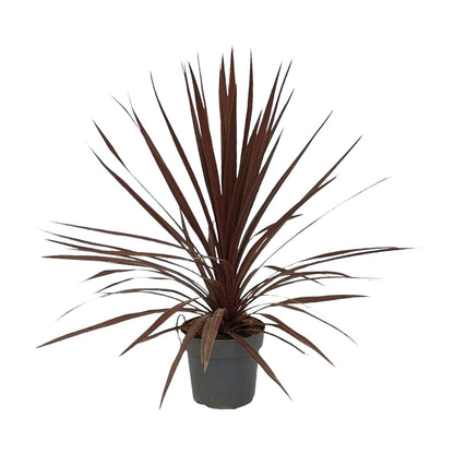 Cordyline Australis Red Star – Pflegeleichte Zimmerpflanze