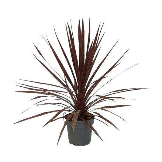Cordyline Australis Red Star – Pflegeleichte Zimmerpflanze