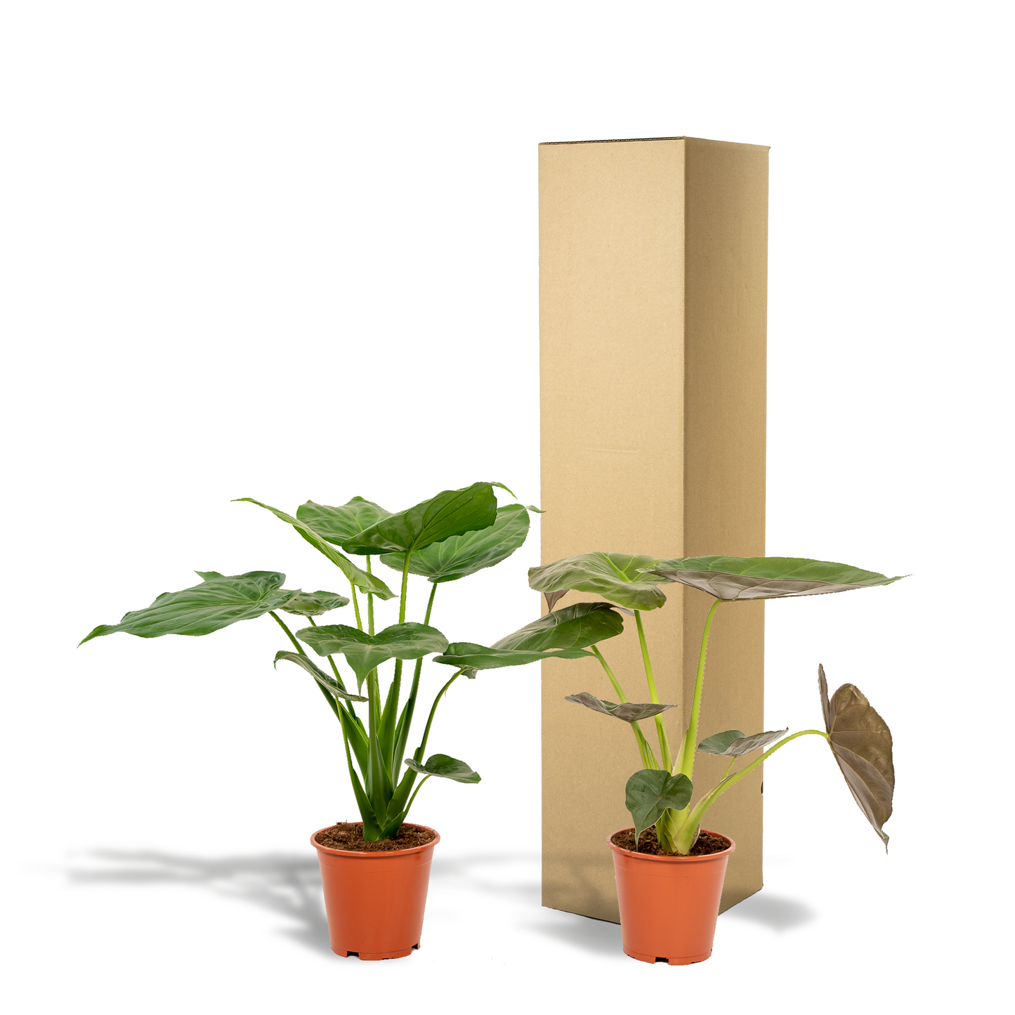 Alokasie Duo Elefantenohr Zimmerpflanzen Set 60 cm
