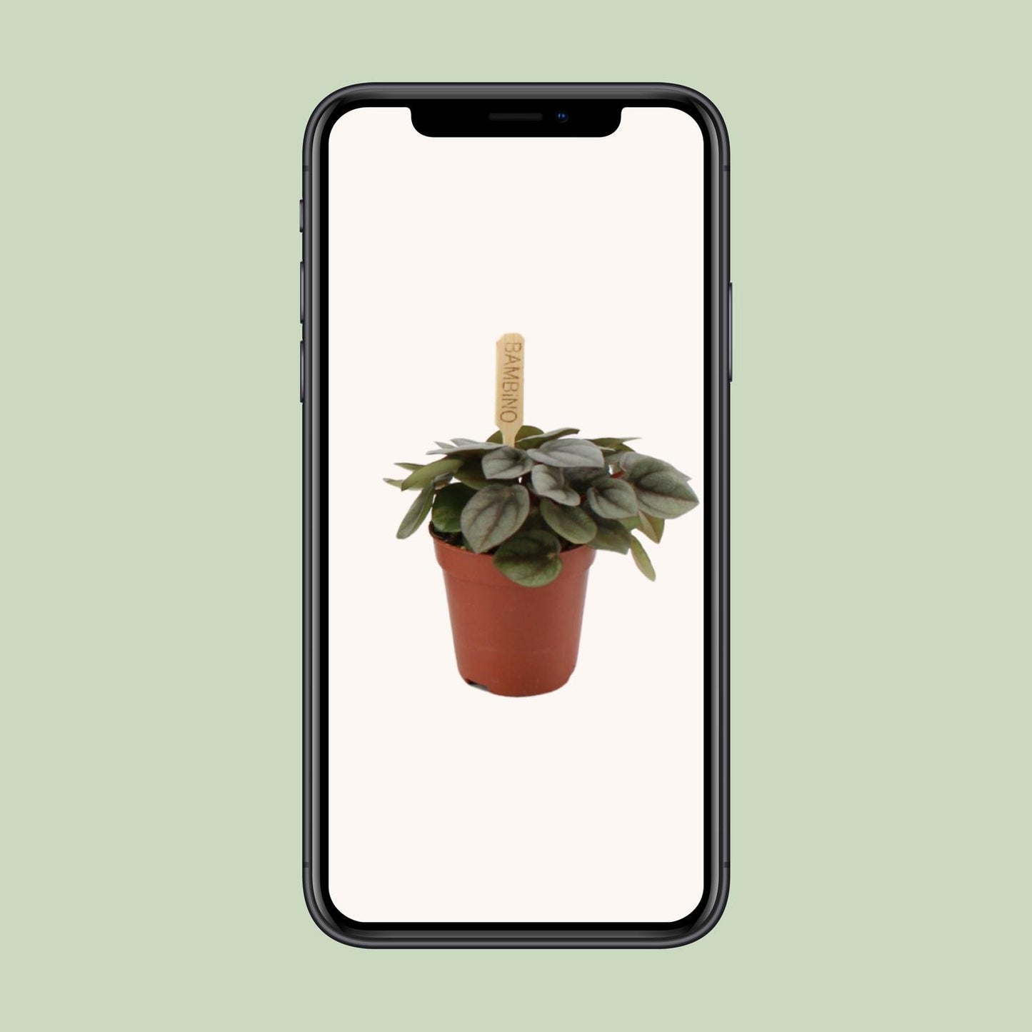 Peperomia Milano – Pflegeleichte Zimmerpflanze Ø6cm