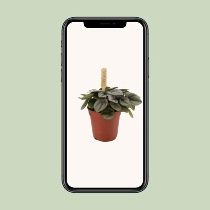 Peperomia Milano – Pflegeleichte Zimmerpflanze Ø6cm