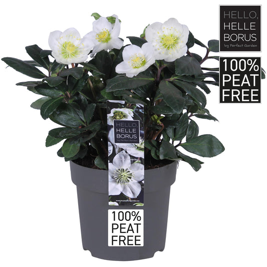 Helleborus Niger 'Christmas Carol' – Winterblüher Ø14cm