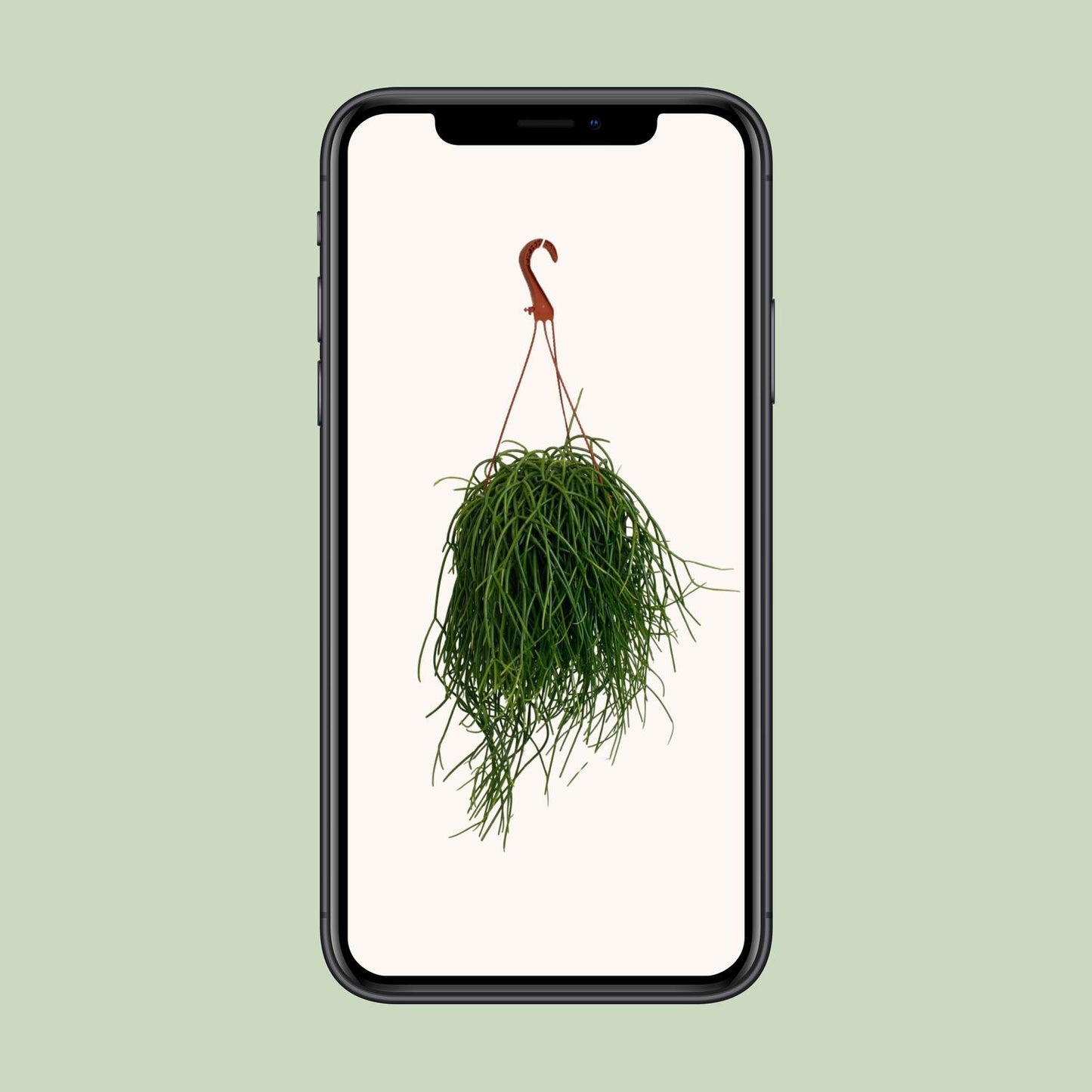Rhipsalis Shaferi – Pflegeleichte Hängepflanze Ø17cm