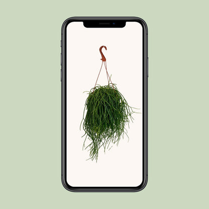 Rhipsalis Shaferi – Pflegeleichte Hängepflanze Ø17cm