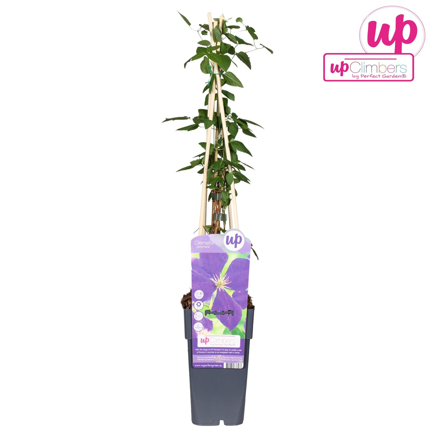 Waldrebe Jackmanii – pflegeleichte Kletterpflanze Ø15cm