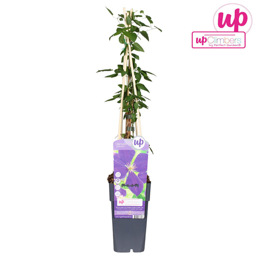 Waldrebe Jackmanii – pflegeleichte Kletterpflanze Ø15cm