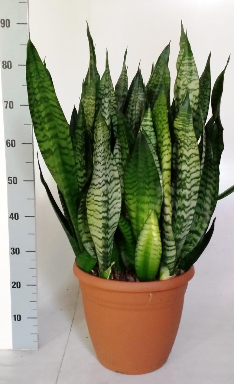 Sanseveria Black-Coral – Pflegeleichte Trendpflanze 31 cm