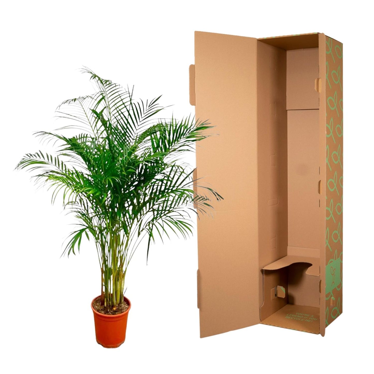 Dypsis Lutescens – Areca-Palme, 180 cm, ø27 cm