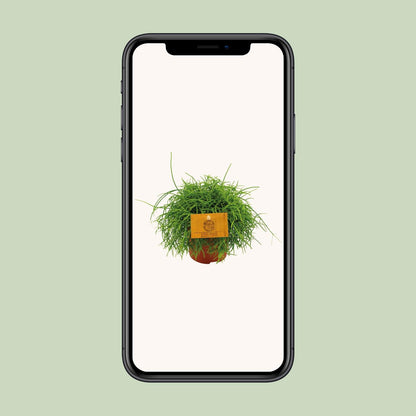 Rhipsalis Cassutha – Pflegeleichte tropische Zimmerpflanze Ø11cm