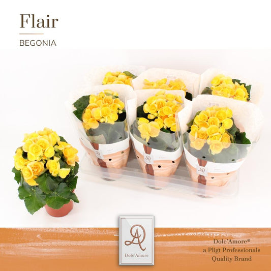 Begonie Nadine P14 Dolc'Amore® Flair – Pflegeleicht & Farbenfroh