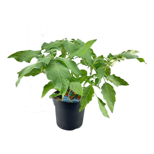 Brugmansia Strauch Orange – Trendige, pflegeleichte Zimmerpflanze
