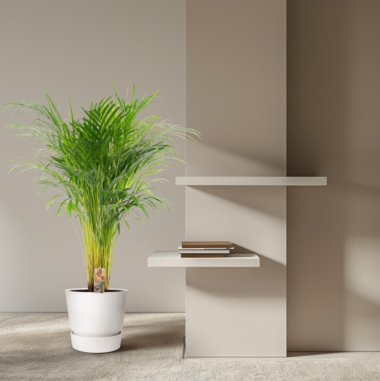 Areca-Palme Ø21cm – Luftreinigende Zimmerpflanze bis 110cm