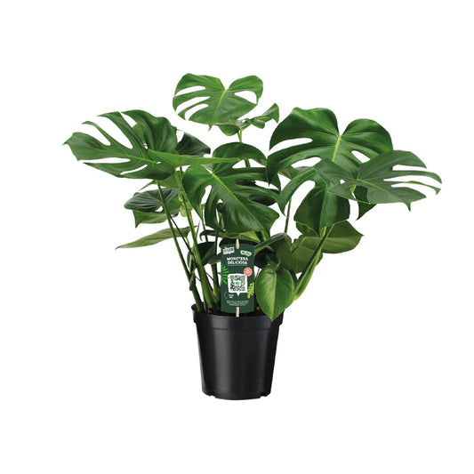 Monstera Deliciosa – Tropische Lochpflanze Ø21cm, 65cm hoch