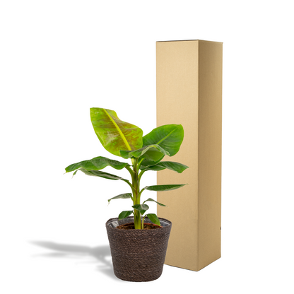 Zwerg-Banane 'Cavendish' – Tropische Zimmerpflanze 90cm mit Korb