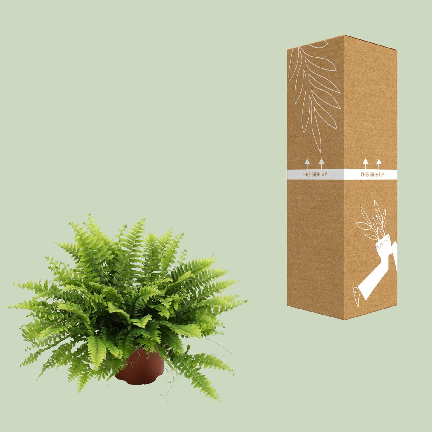 Nephrolepis Boston Green Moment – pflegeleichter Bostonfarn Ø12cm