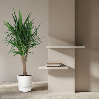 Yucca Elephantipes – Robust & Pflegeleicht, 150 cm