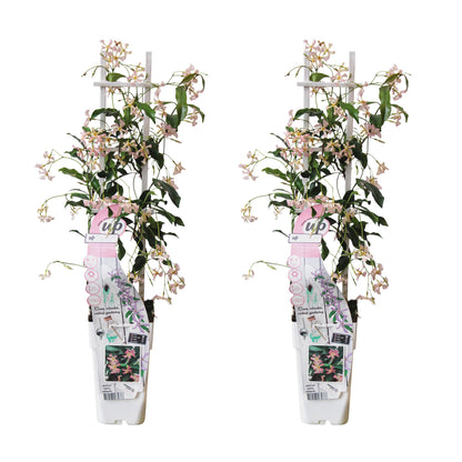 2x Trachelospermum 'Star of Ibiza' – Duftende Kletterpflanze Ø15cm