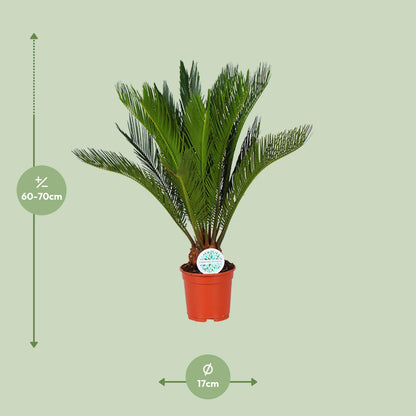 Cycas Revoluta – Pflegeleichte Farnpalme Ø17cm, ca. 70cm hoch