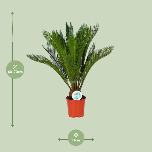 Cycas Revoluta – Pflegeleichte Farnpalme Ø17cm, ca. 70cm hoch