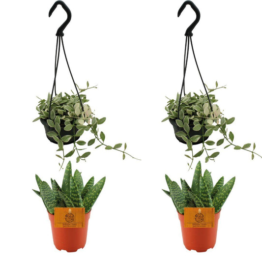 4er Set Aloe Paradisicum & Dischidia Ionantha Ø10,5cm – Pflegeleicht & Modern