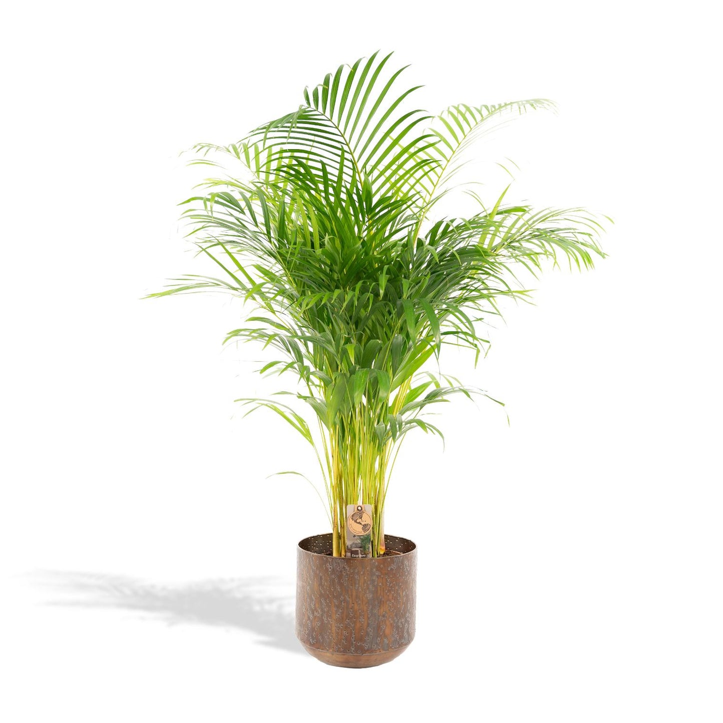 Areca-Palme mit Topf – 130 cm – Ø 24 cm