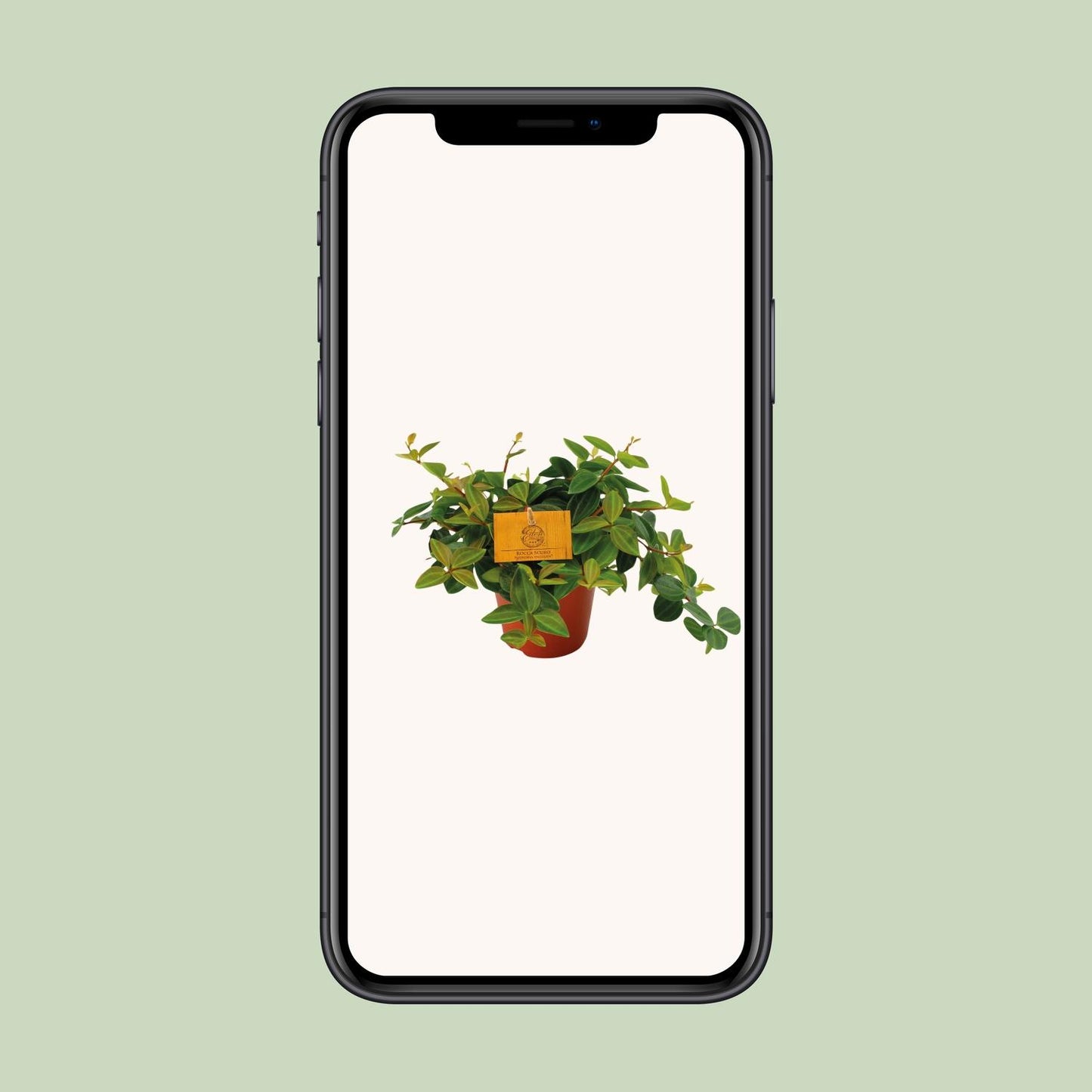 Peperomia Angulata Rocca Scuro – Pflegeleichte Zimmerpflanze Ø12cm